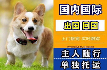 资阳市宠物托运公司资阳市宠物托运公司资阳市宠物托运公司