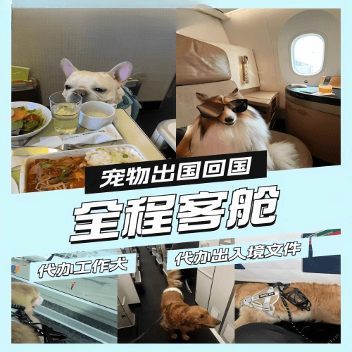 资阳市宠物托运到白俄罗斯宠物入境规定和要求